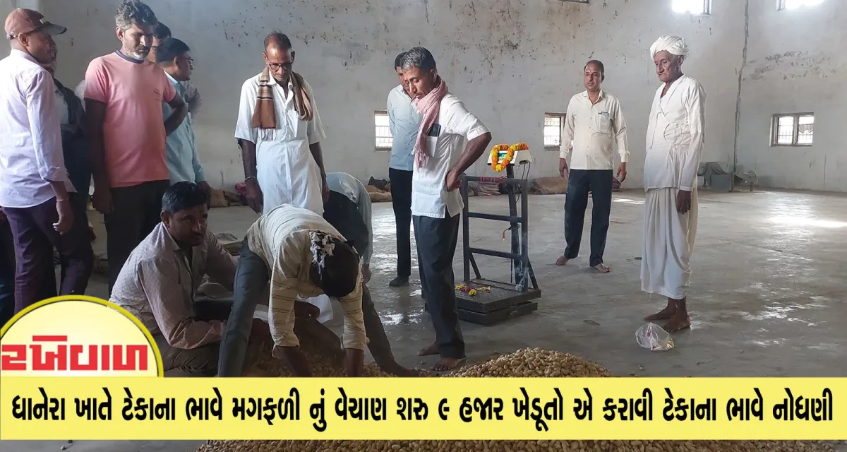 ધાનેરા ખાતે ટેકાના ભાવે મગફળી નું વેચાણ શરુ 9 હજાર ખેડૂતો એ કરાવી ટેકાના ભાવે નોધણી