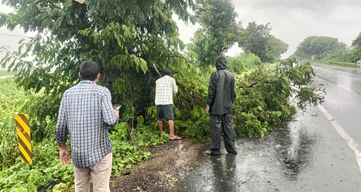 પાટણ વનવિભાગ અને માર્ગ મકાન વિભાગ દ્વારા રોડ પર પડી ગયેલા વૃક્ષોને દૂર કરી માર્ગો ખુલ્લા કરાયા