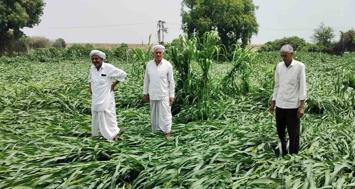 બનાસકાંઠામાં; બાજરીના પાકને ભારે નુક્સાન ખેડૂતોને રાતા પાણીએ રોવાનો વારો આવ્યો