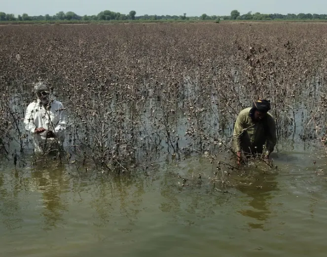 પાકિસ્તાનમાં પૂરથી ખેતરો, કારખાનાઓ અને નાણાકીય યોજનાઓમાં ભારે નુકસાન